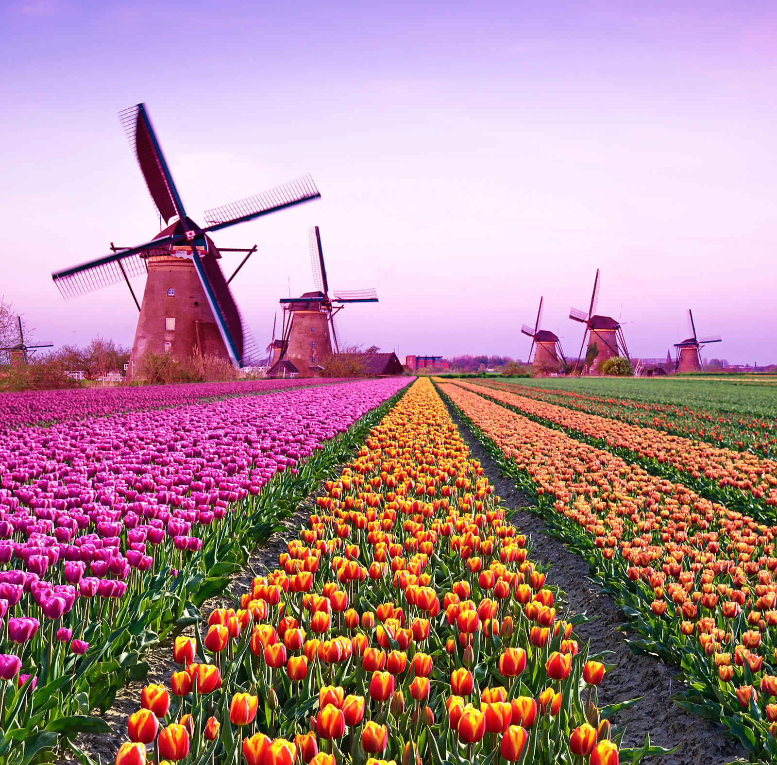 The best strategies to learn Dutch faster and smarter